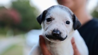 Salvador Dolly - mustache puppy
