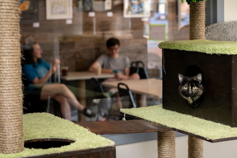 Cat Cafés: New Purrfect Paradises for At-Risk Shelter Cats