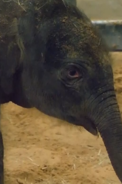 Newborn elephant walks around exhibit at the Houston zoo