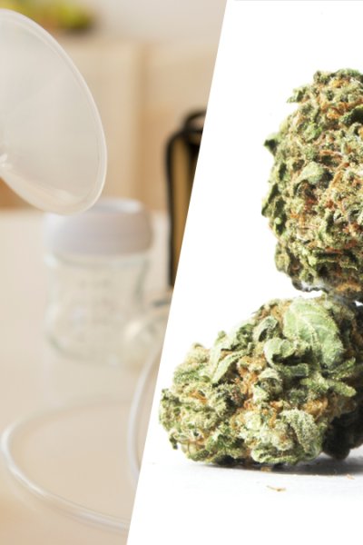 THC, the psychoactive component of cannabis that alters the mental state of some users during consumption, have been found in breastmilk of mothers who used to consume marijuana, according to the National Institutes of Health.