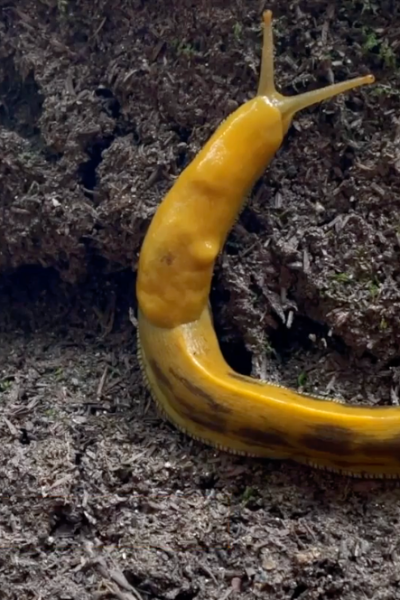 banana slug california