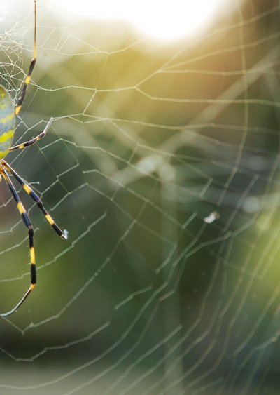 Los investigadores dicen que una gran araña nativa del este de Asia que proliferó en Georgia el año pasado podría extenderse a gran parte de la costa este.