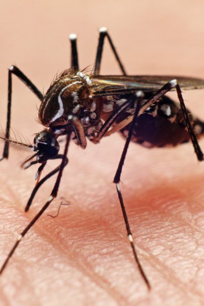 Dengue fever vector, mosquito biting hand.