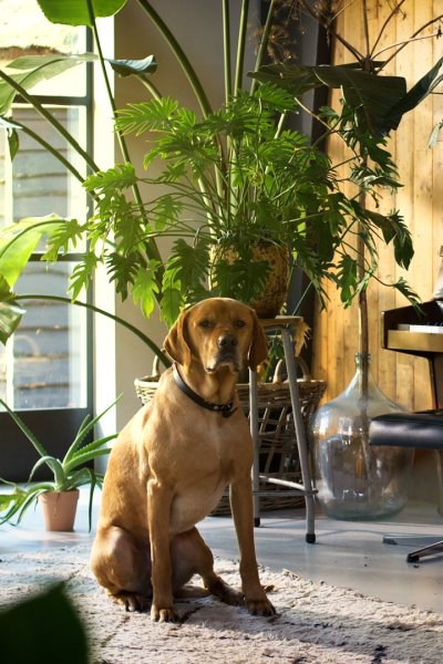 A dog surrounded by houseplants.