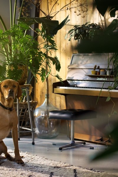 A dog surrounded by houseplants.
