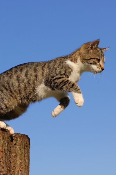 Domestic cat leaping off of tree stump, against blue background