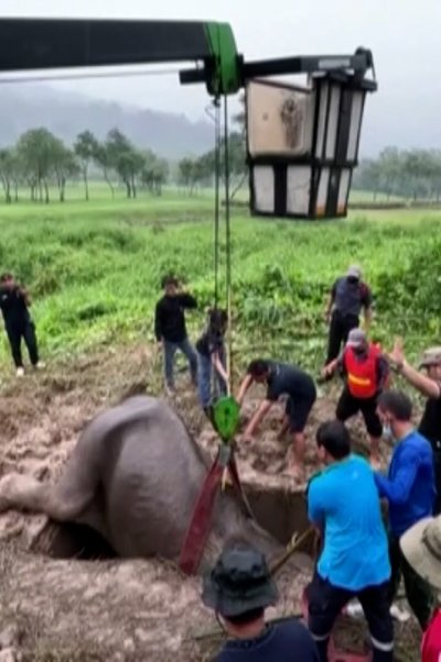 Elephant and calf get rescued