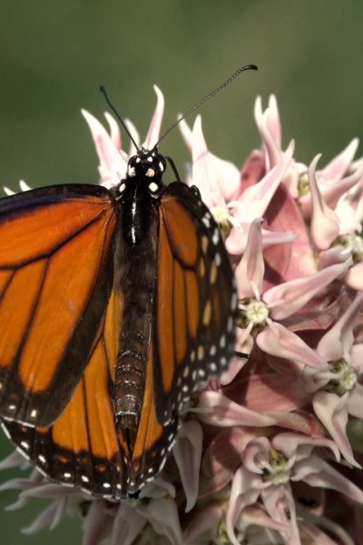 A Monarch butterfly on milkweed plant