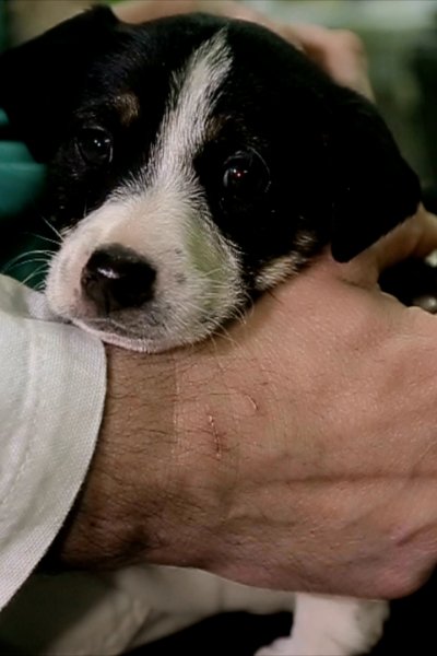 Veterinarian checks sick black and white puppy.