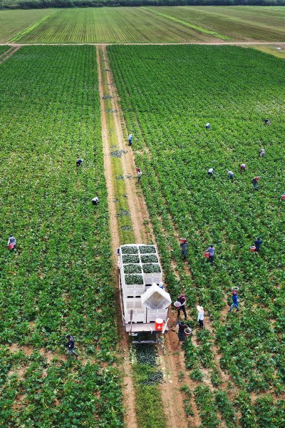 An aerial view from a drone shows farm workers as they fill up bins in the back of a truck with zucchini as they harvest on the Sam Accursio & Son's Farm