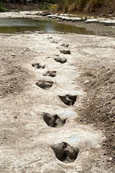 Dinosaur footprints in exposed riverbed