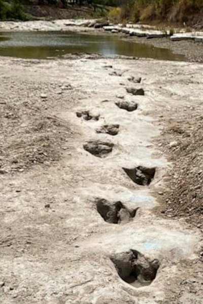 Dinosaur footprints in exposed riverbed