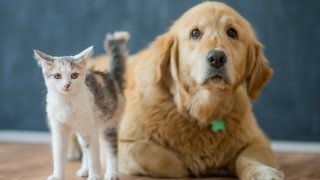 A golden labrador retriever lays on the floor in front of a clean chalkboard with a young kitten.