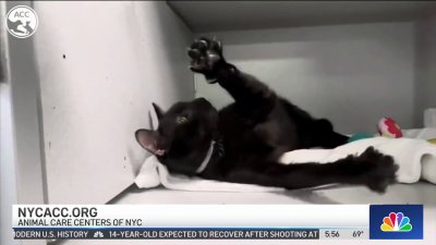 Clear the Shelters: Help animals find forever homes
