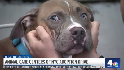 Clear the Shelters: Animal Care Centers of NYC adoption drive